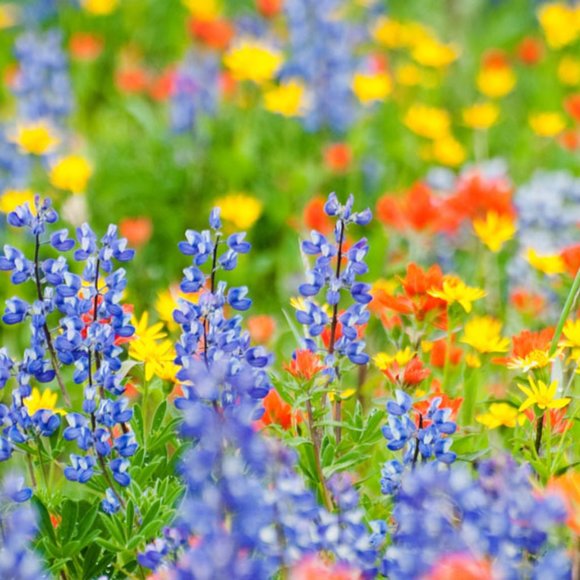 Set of 3 Toddler Play Dresses Tulle Skirt 4T - Picture 14 of 14